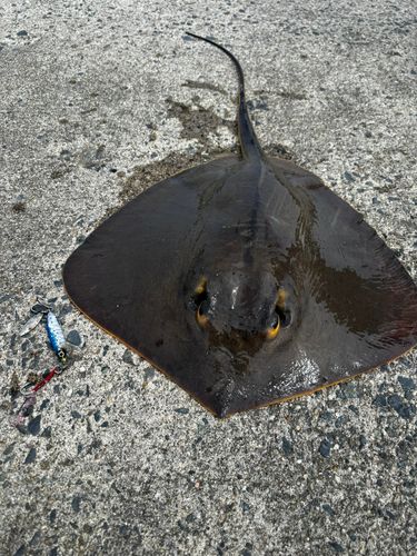 アカエイの釣果
