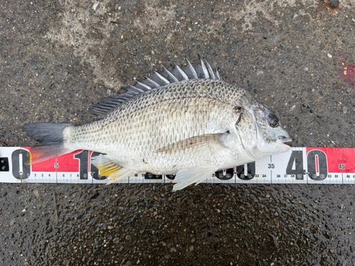 キビレの釣果