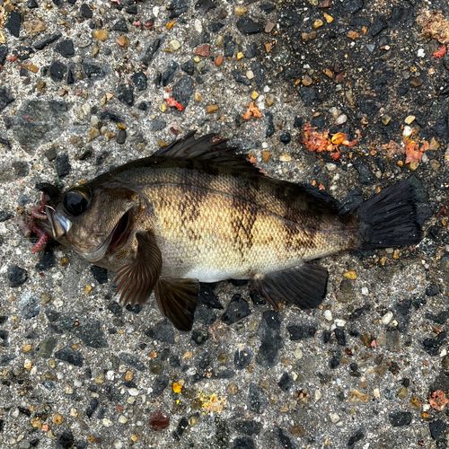 メジナの釣果