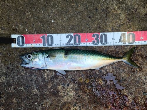 サバの釣果