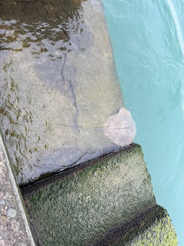 エイの釣果