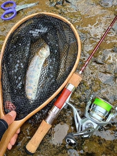 ヤマメの釣果