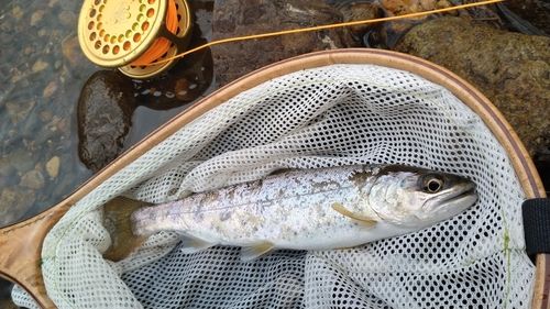 アマゴの釣果