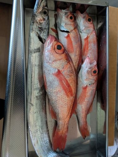 アカムツの釣果