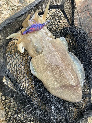 モンゴウイカの釣果