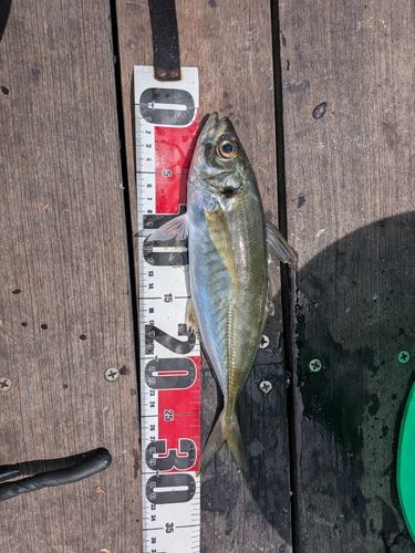 マアジの釣果