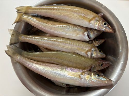 キスの釣果