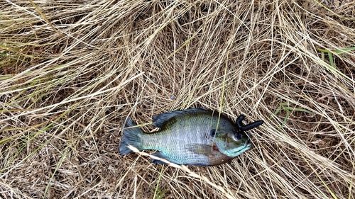 ブルーギルの釣果