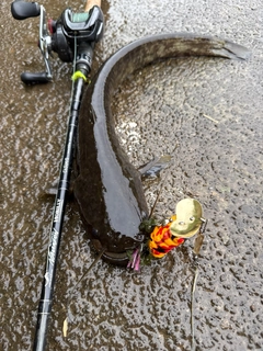 ナマズの釣果