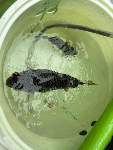 ショウサイフグの釣果