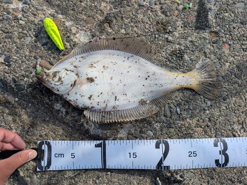 マガレイの釣果
