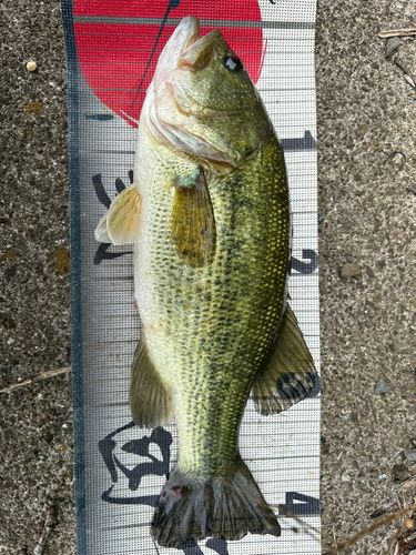 ラージマウスバスの釣果