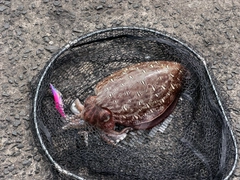モンゴウイカの釣果