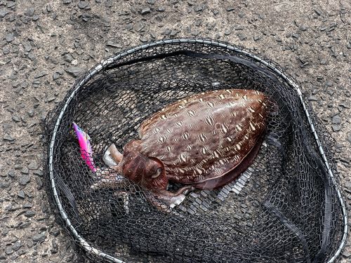 モンゴウイカの釣果