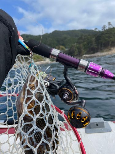 アイナメの釣果