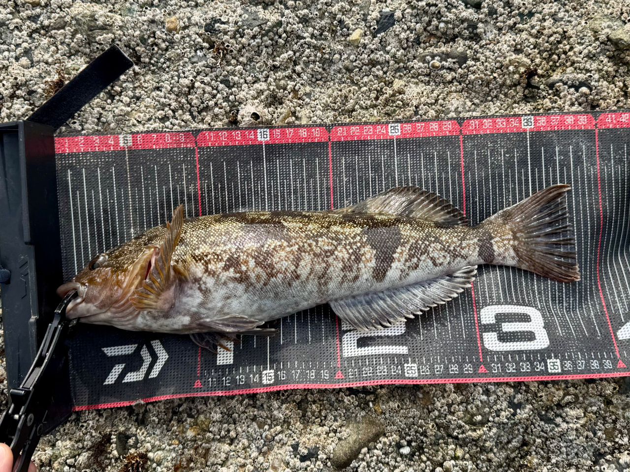 DAIWA 19HRF® (ハードロックフィッシュ) AGS 96M/MHの最安値・インプレ