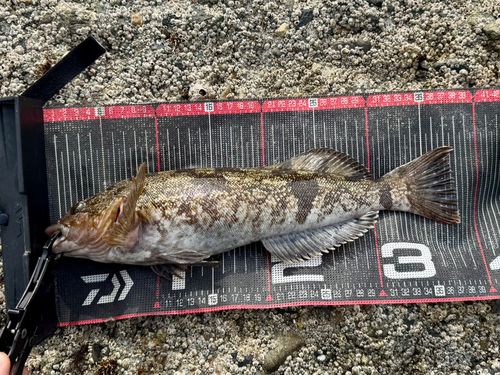 アイナメの釣果