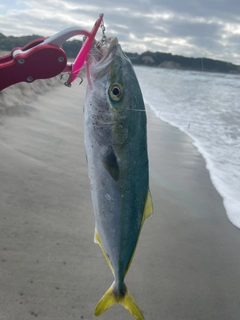 ワカシの釣果