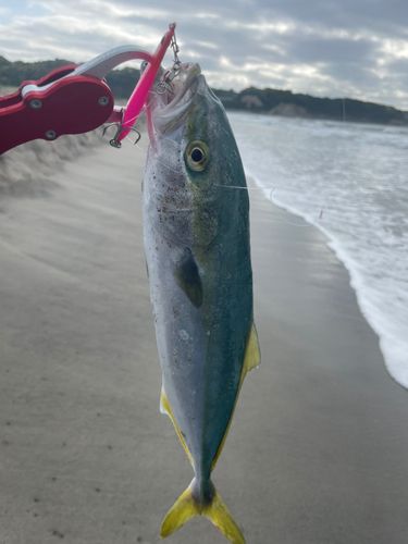 ワカシの釣果