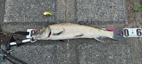 ニゴイの釣果