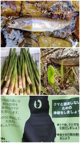 イワナの釣果