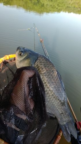 ヘラブナの釣果