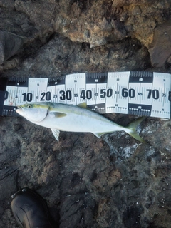 ワラサの釣果