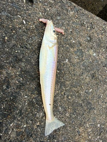 キスの釣果