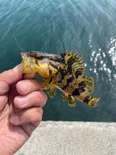 タケノコメバルの釣果