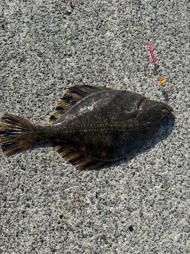 カレイの釣果