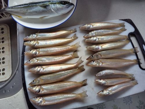 キスの釣果
