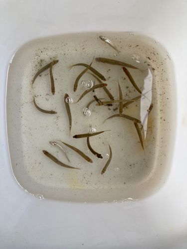チアユの釣果