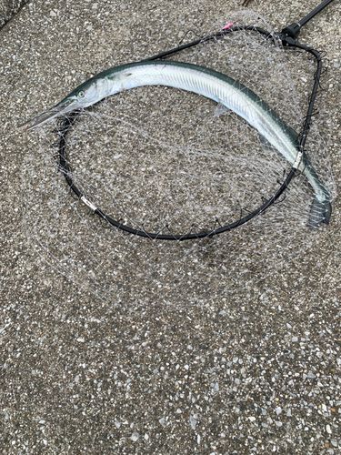ダツの釣果
