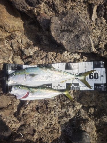 ワラサの釣果