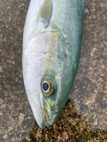 ワカシの釣果
