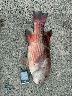 コブダイの釣果
