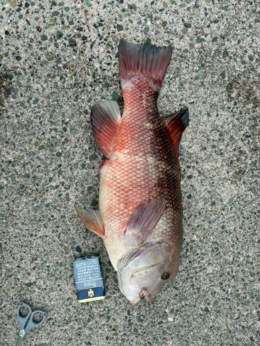 コブダイの釣果