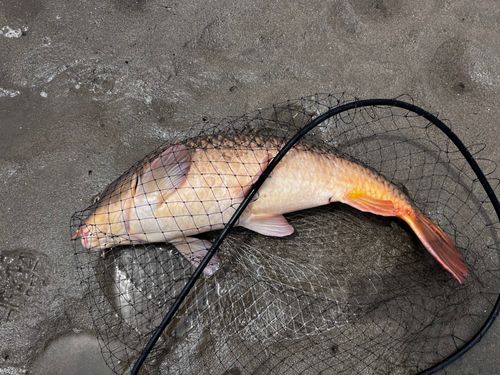 コイの釣果