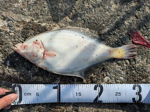 マガレイの釣果