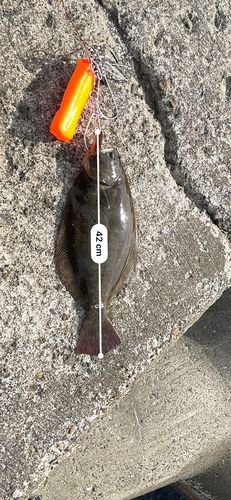 ヒラメの釣果