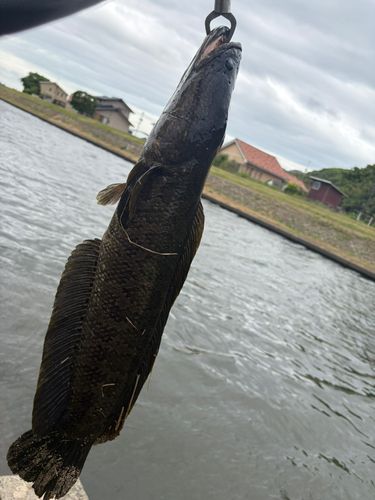 ライギョの釣果