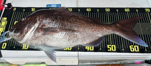 タイの釣果