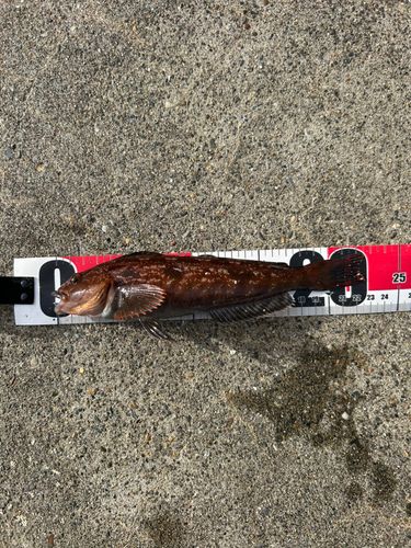 クジメの釣果