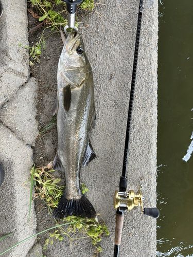 シーバスの釣果
