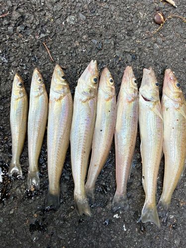 キスの釣果