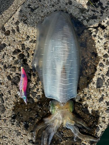 アオリイカの釣果