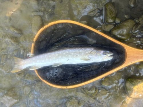 アメマスの釣果