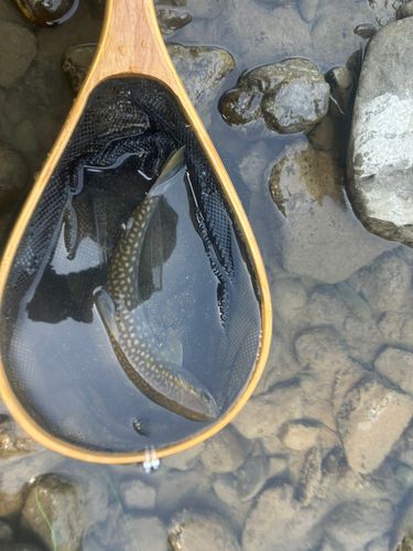 アメマスの釣果