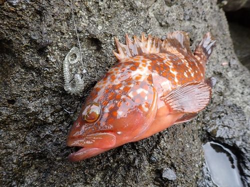 キジハタの釣果