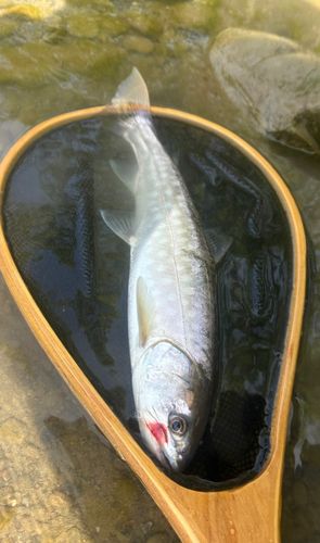 アメマスの釣果